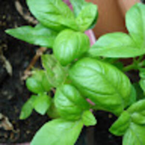 Meet your Posher, Rebecca